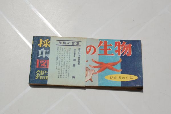 『採集図鑑 海の生物』ひかりのくに昭和出版 無刊記拍卖