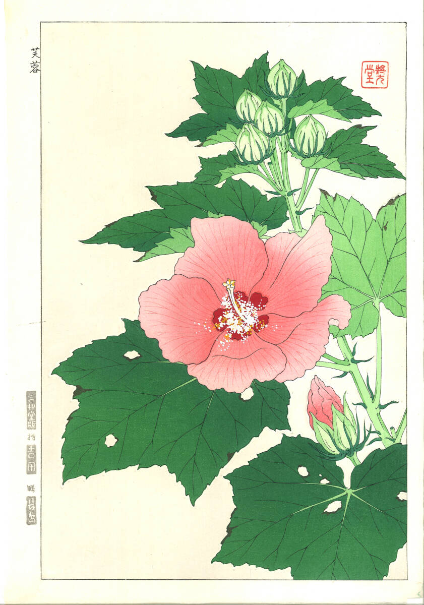 真作保証 河原崎奨堂 木版画 #83 芙蓉 Hibiscus mutabilis 花版画 初版昭和中期~ 京都らしい花版画の美をご自宅でお楽しみください。拍卖