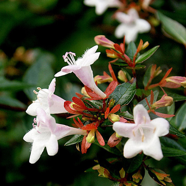 アベリア苗/送料:クリックポスト185円拍卖