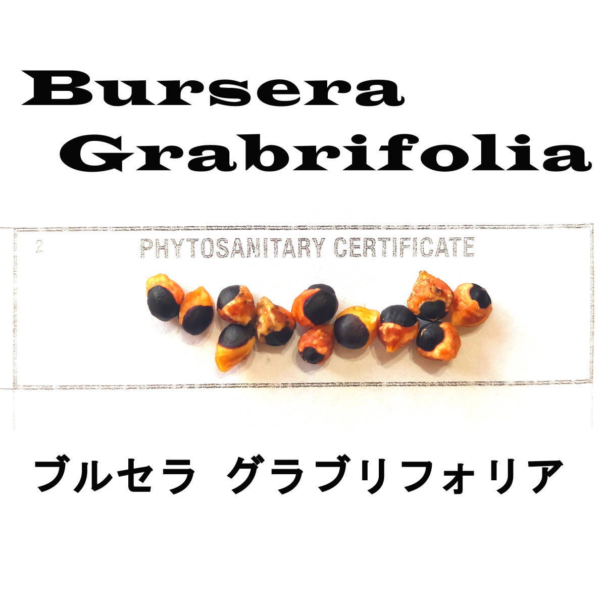 4月入荷 10粒 ブルセラ グラブリフォリア Bursera glabrifolia拍卖