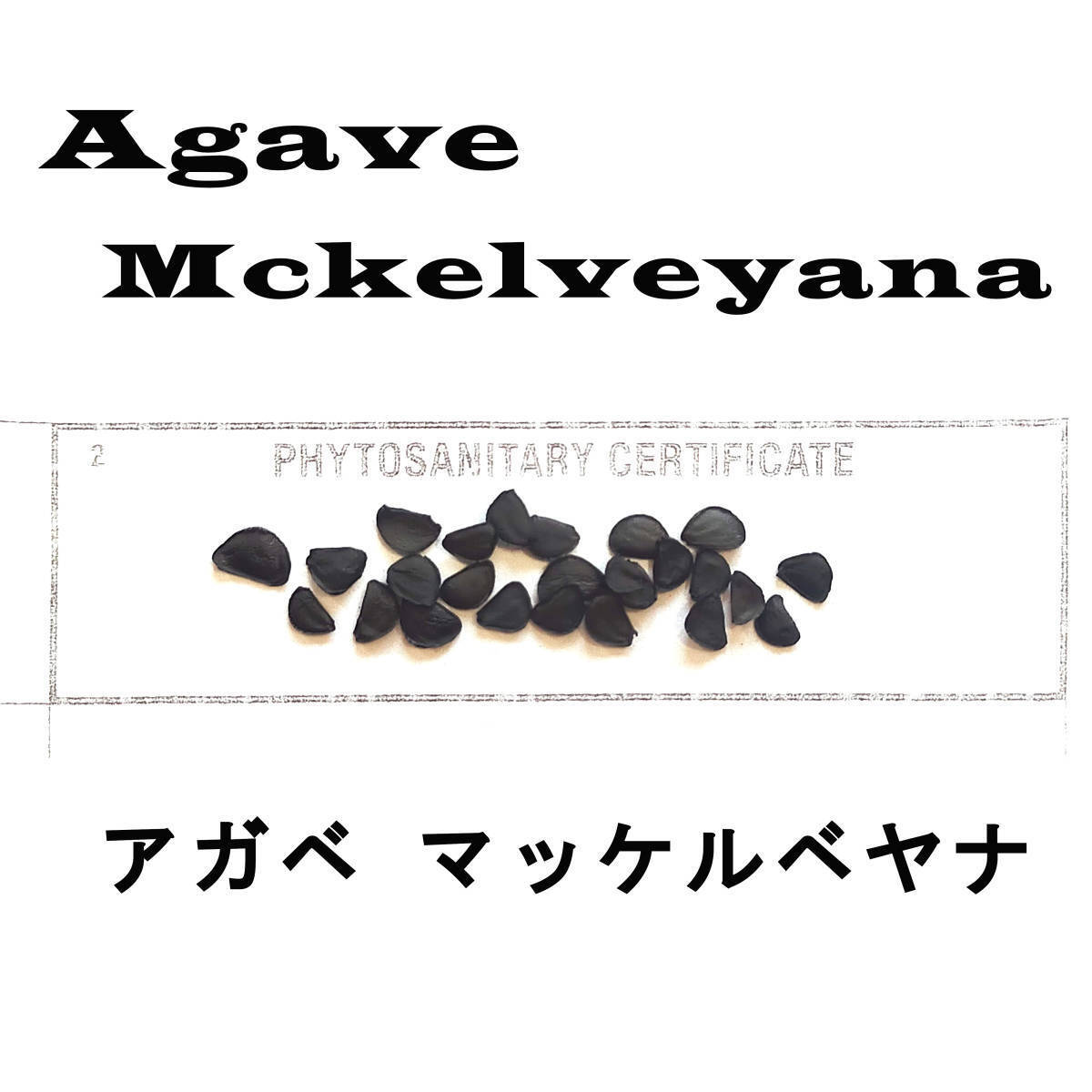 4月入荷 アガベ マッケルベヤナ Agave mckelveyana 20粒+ 種子 種拍卖