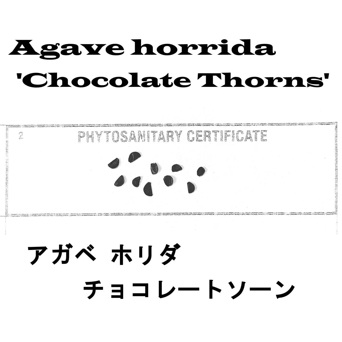 4月入荷 20粒+ アガベ ホリダ チョコレートソーン 種子 種 証明書あり拍卖