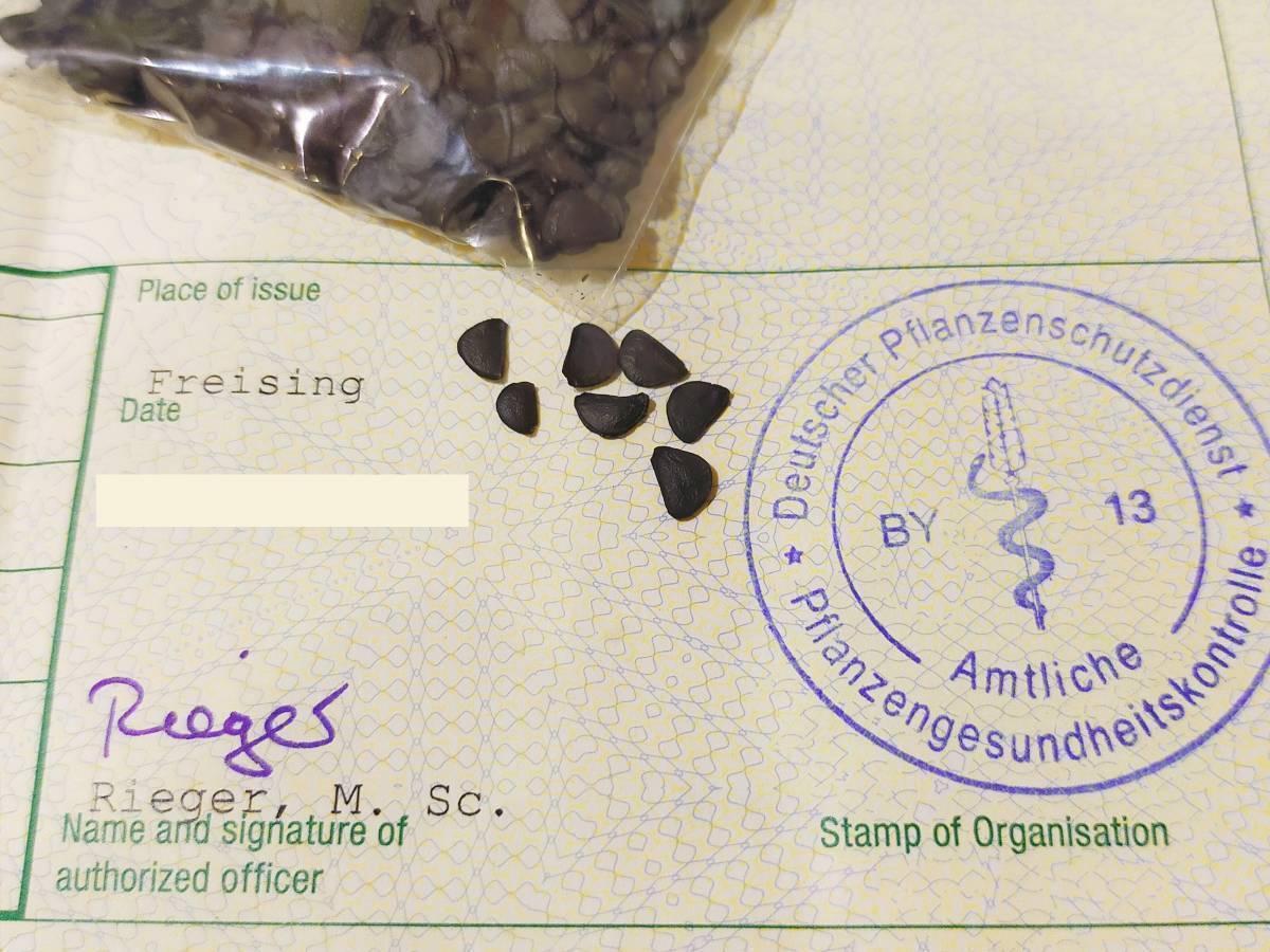 4月入荷 アガベ マッケルベヤナ×ユタエンシスF2 50粒 種子 種拍卖