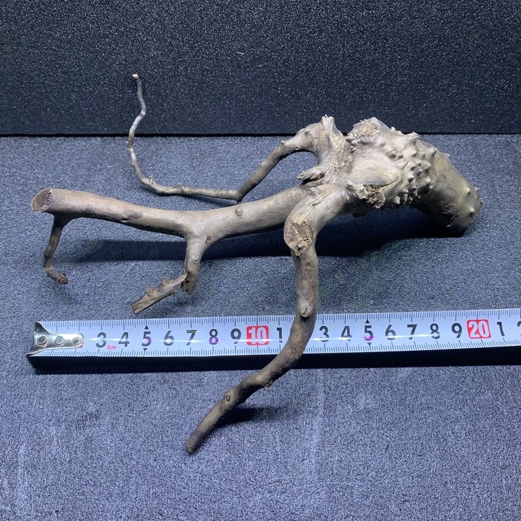 枝流木 ルーツウッド 1点物 天然 アク抜き済み レイアウト アクアリウム No.007拍卖