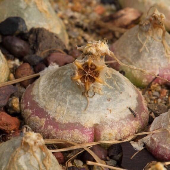 【南アフリカ産】*コノフィツム・ブルゲリ 種子10粒*多肉植物拍卖