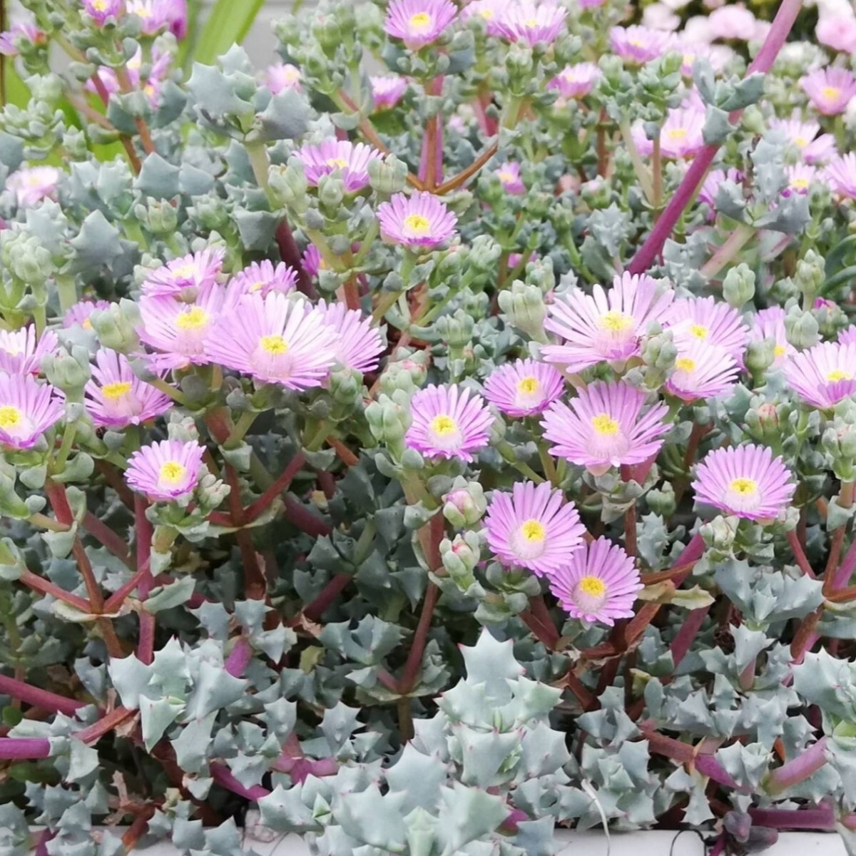 琴爪菊(キンソウギク)カット2本拍卖