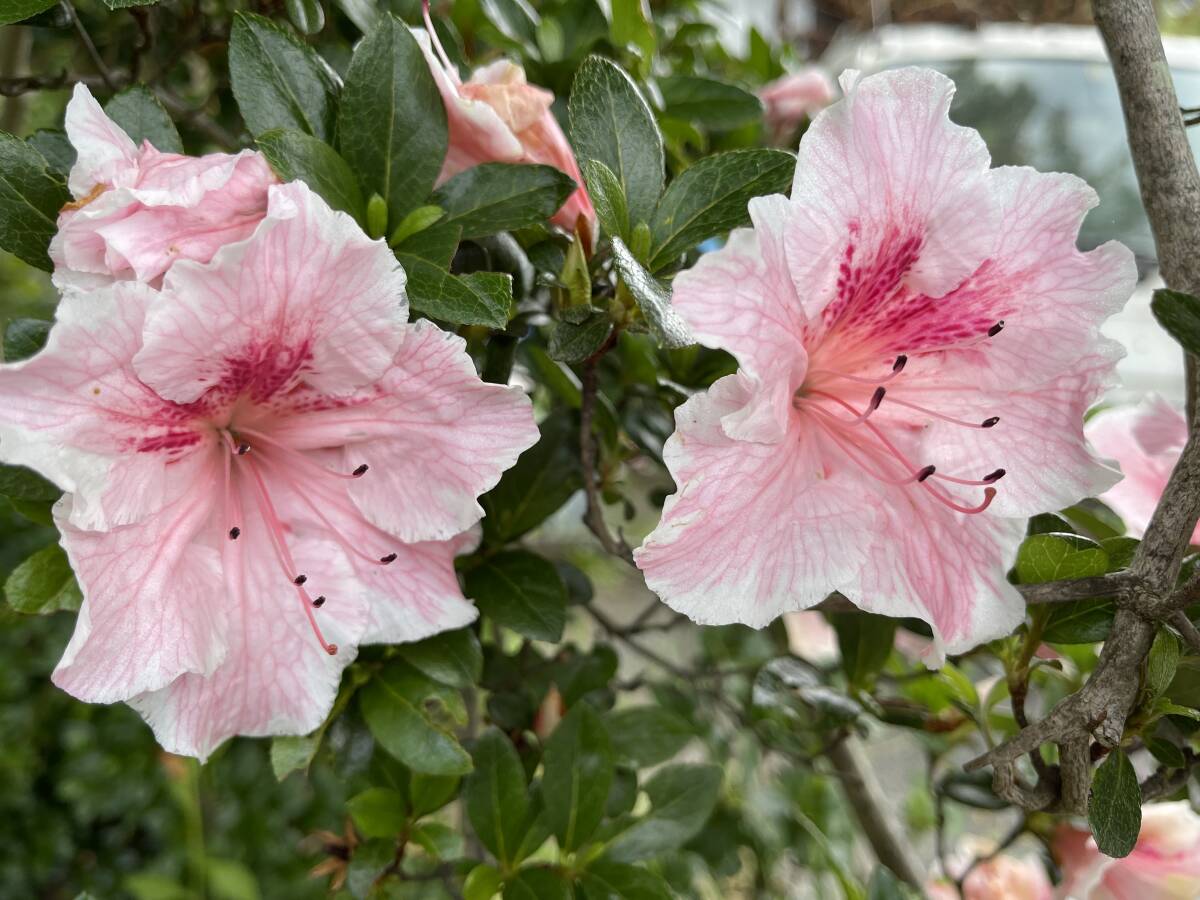 さつき 「皐月」挿し穂 8本 ■送料無料 庭木 盆栽 つつじ族 いちごアイス 純粋色 ゆうパケット 特急発送 庭木 低木拍卖