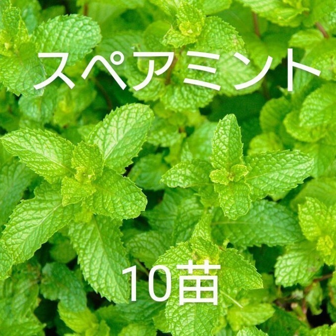 無農薬スペアミントの苗10本②拍卖