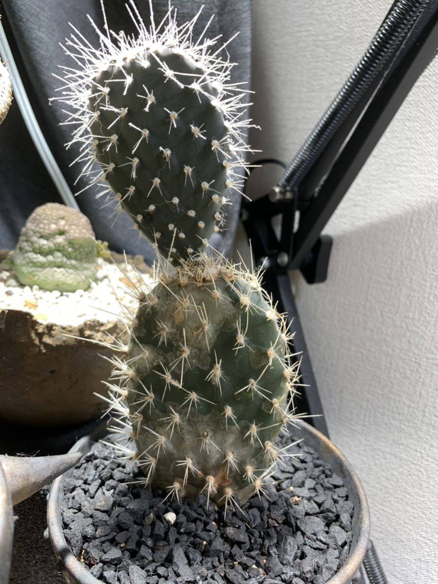 多肉植物 サボテン ガラパゴス 団扇 Opuntia galapageia 黒紫肌純白棘タイプ 希少種 3.5号 ガラパゴスウチワ 現品 有望株 再出品拍卖