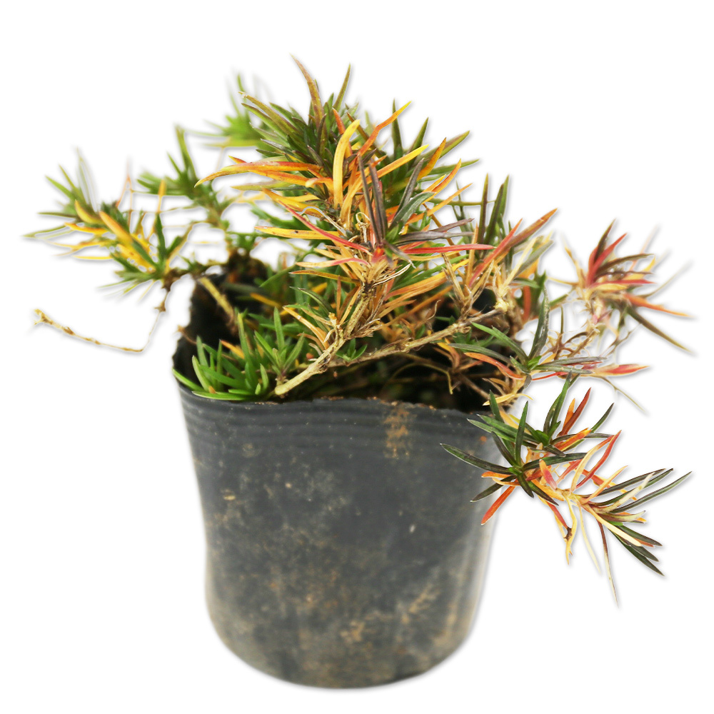 シバザクラ ダニエルクッション 9.0cmポット 50個 苗拍卖