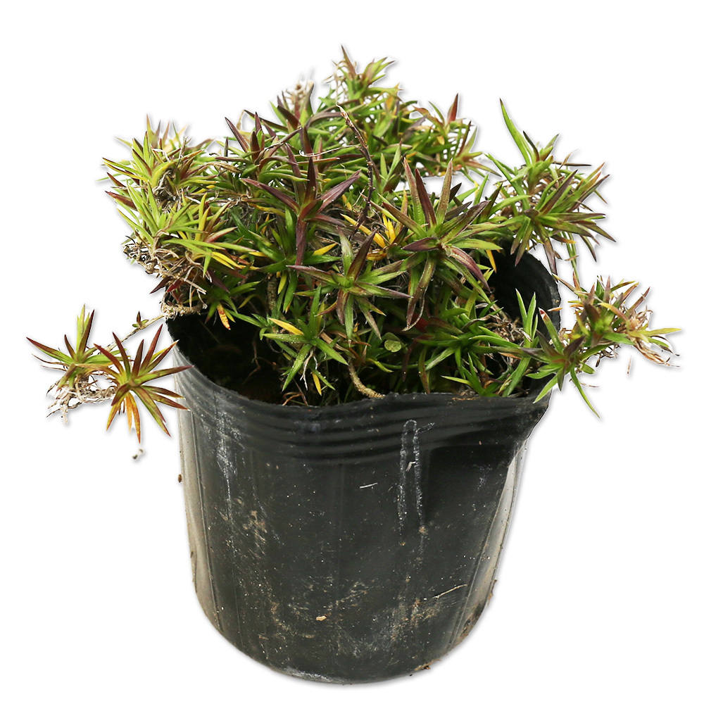 シバザクラ スカーレットフレーム 9.0cmポット 50個 苗拍卖