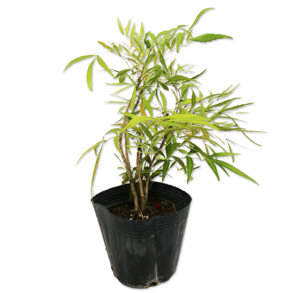 ヒイラギナンテン マホニアコンフューサ 12cmポット 10本 苗拍卖