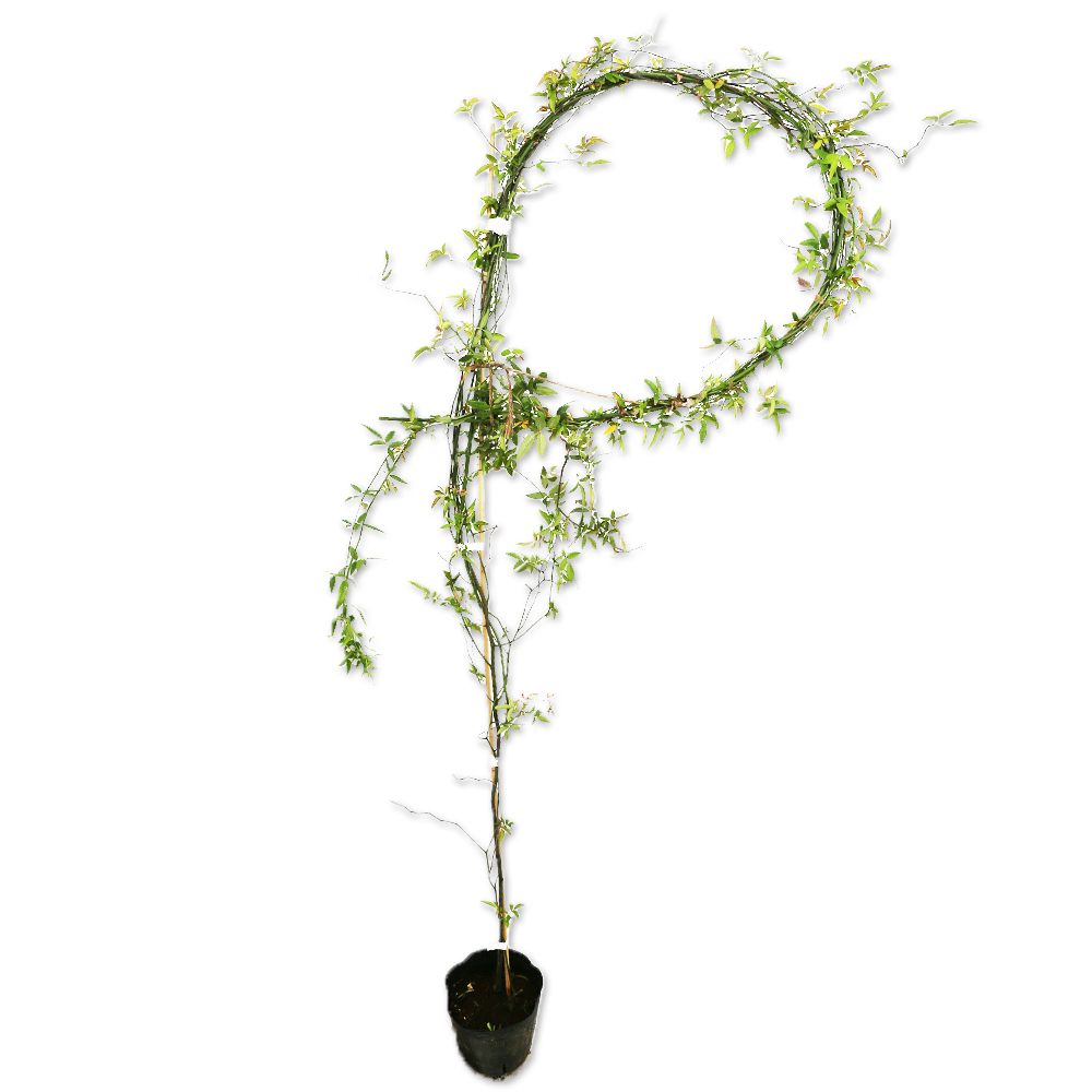 モッコウバラ 黄色 2m長尺 15cmポット 2個×2 苗木拍卖