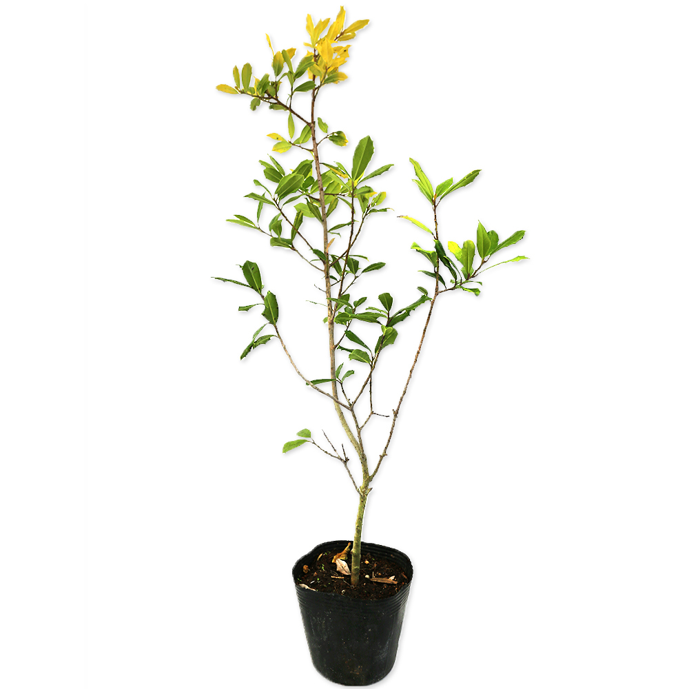 サニーフォスター 0.4m 10.5cmポット 20本 苗拍卖