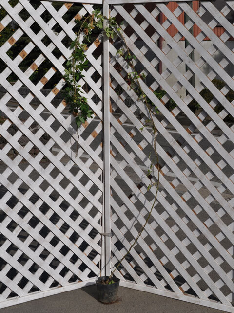 アケビ (品種指定不可) 2m長尺 15cmポット 2個 苗木拍卖