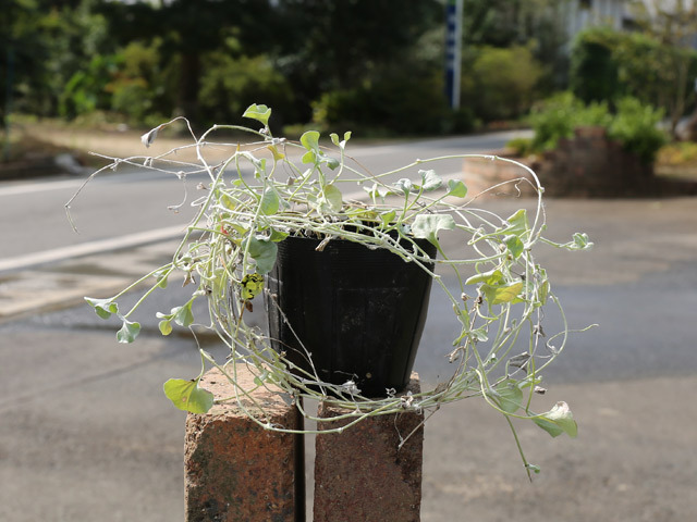 ディコンドラ シルバーフォール 9.0cmポット 15個 苗拍卖