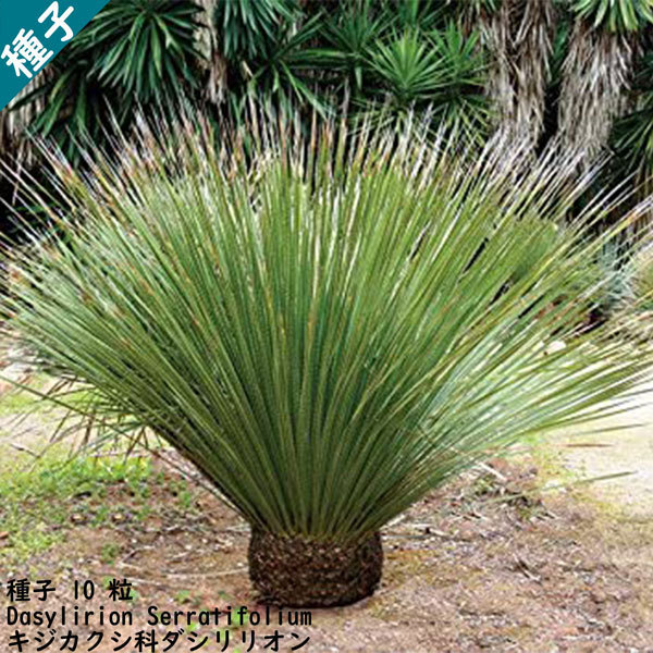 種子 種 Dasylirion Serratifolium ダシリリオン キジカクシ科  種子10粒拍卖