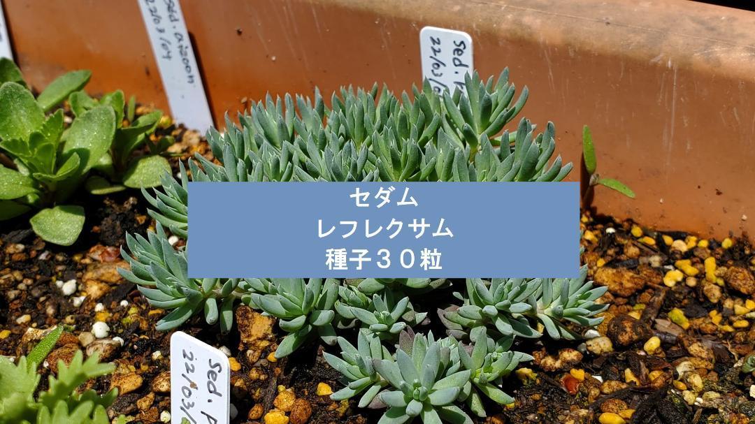 セダム レフレクサム 種子30粒拍卖