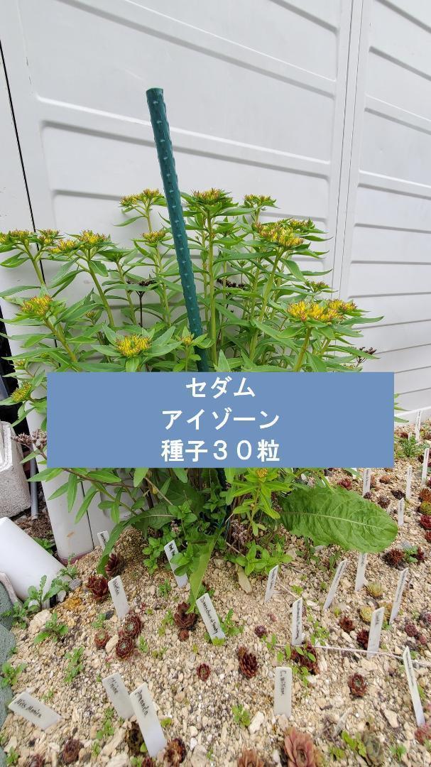 セダム アイゾーン 種子30粒拍卖