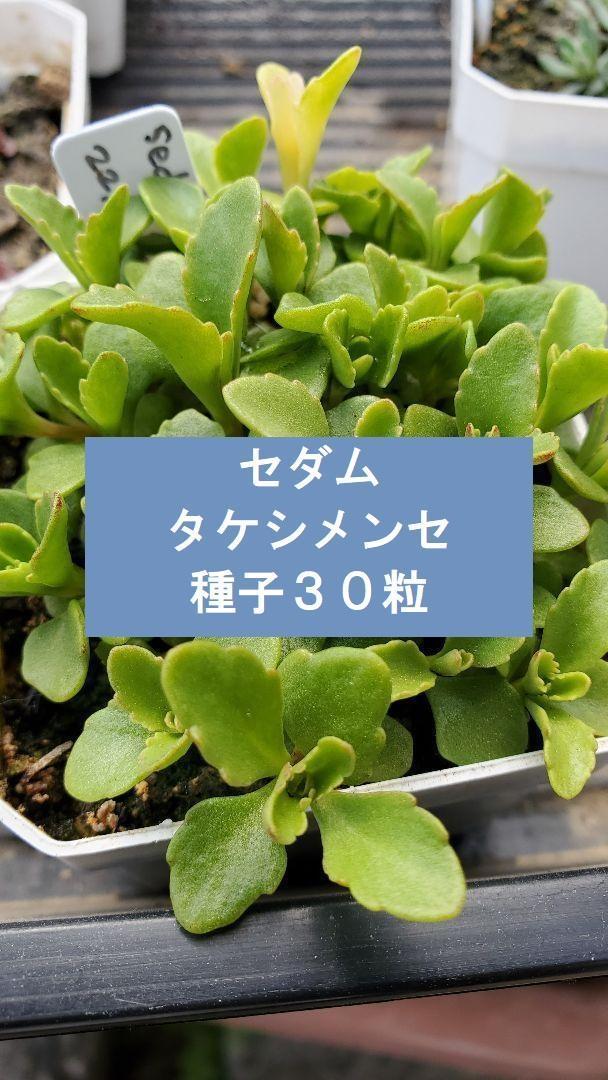 セダム タケシメンセ 種子30粒拍卖