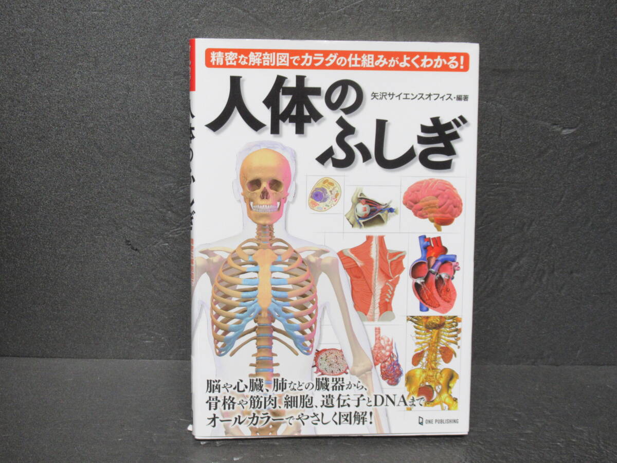 人体のふしぎ 矢沢サイエンスオフィス 5/13609拍卖