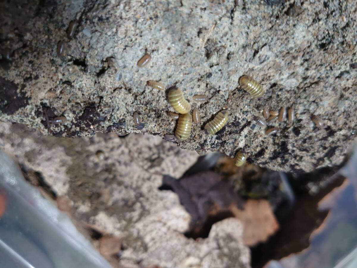 ☆レア種☆20匹セット+α シシリーゴード Armadillidium sp. Sicily goldダンゴムシ ワラジムシ拍卖