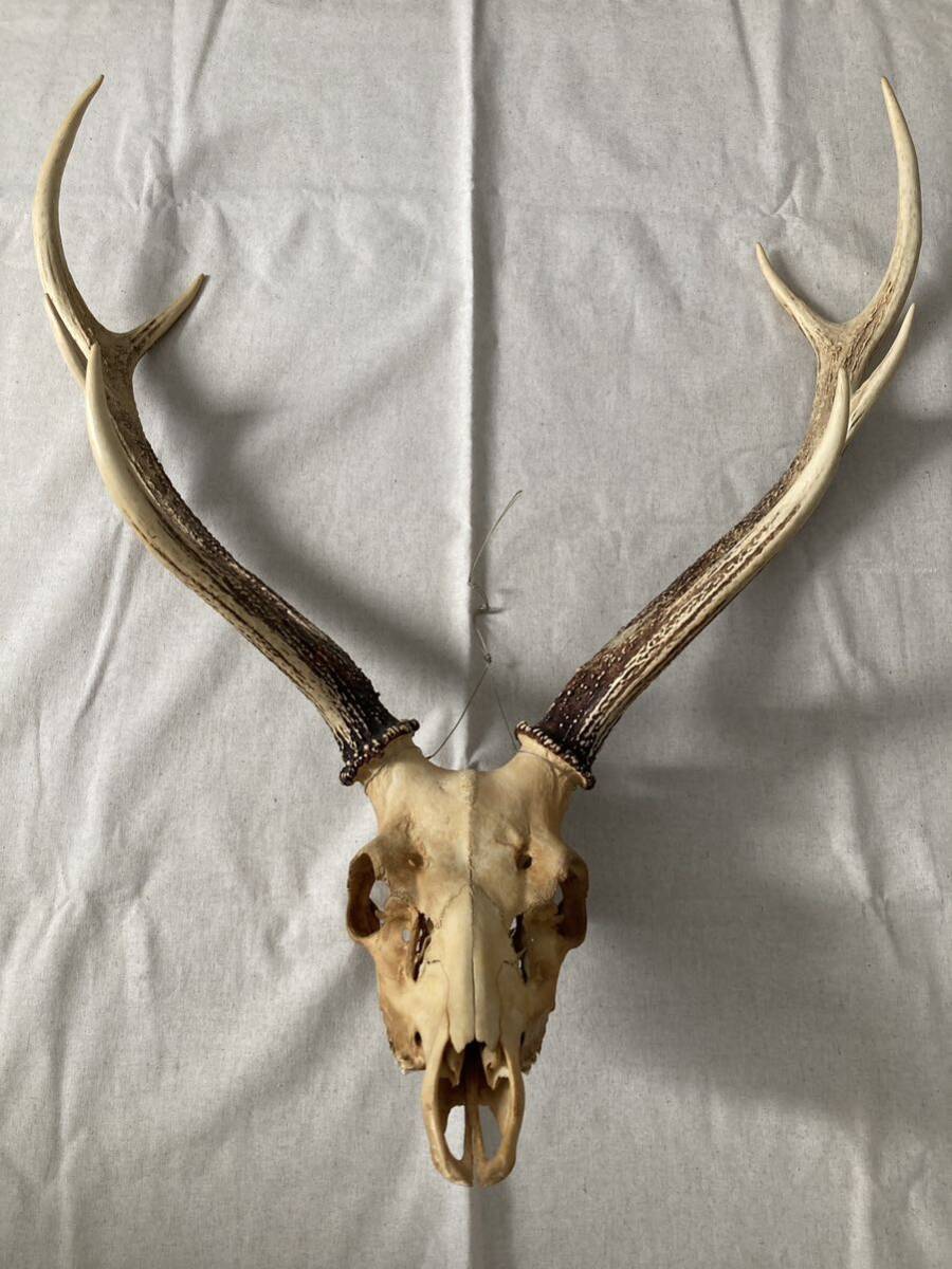 【蝦夷鹿の頭骨】鹿角付き 頭蓋骨 ハンティング 創作 クラフト インテリア DIY等 エゾシカ スカル ディアホーン 札幌発 手渡し限定 北海道拍卖