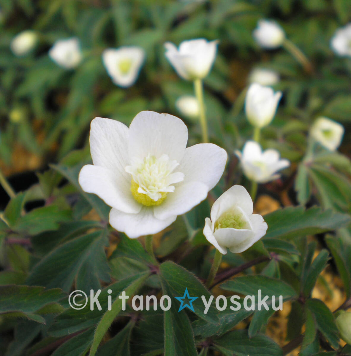 八重咲一輪草 ◇キンポウゲ科 3寸ポリポット栽培 ◇開花時期4月~ 拍卖