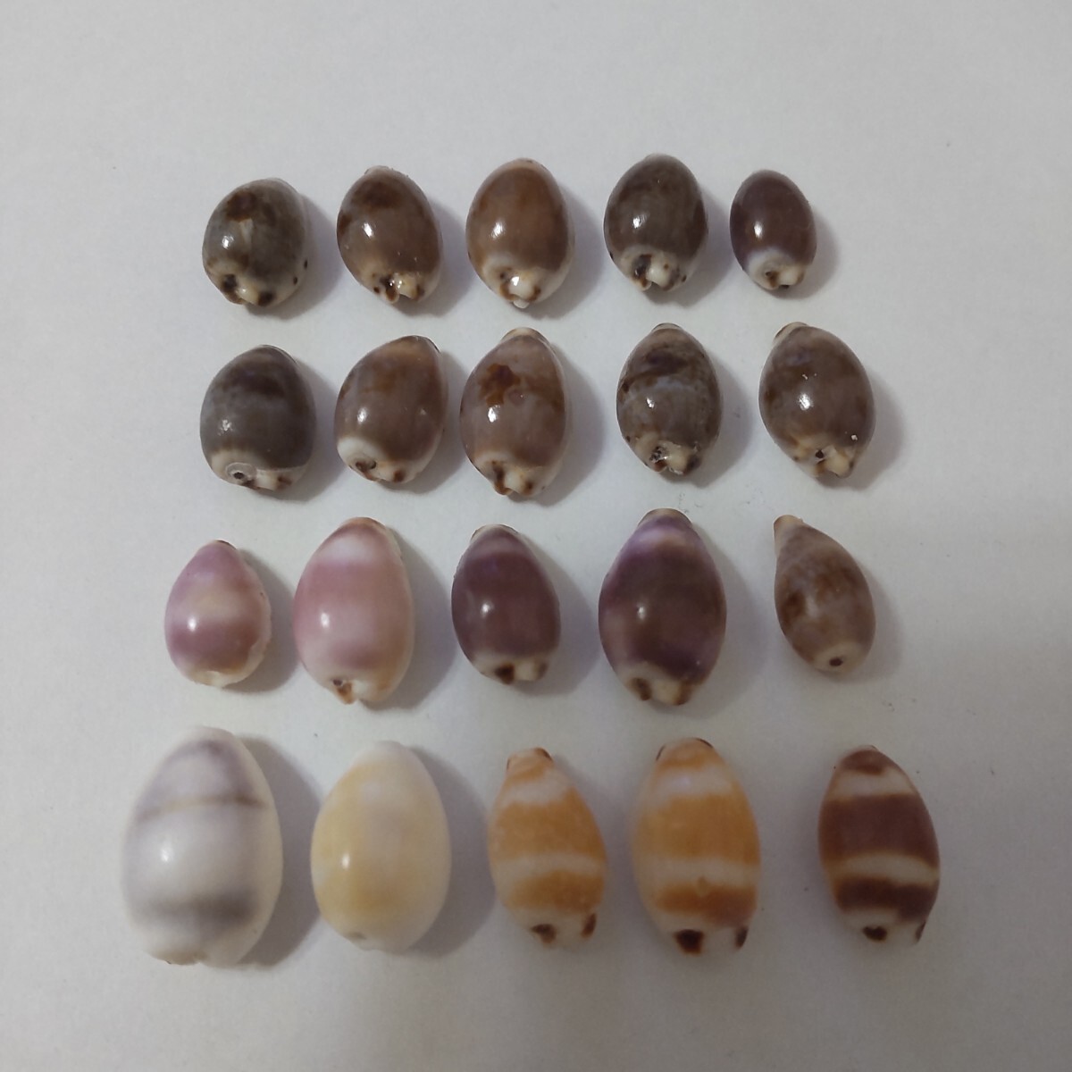 タカラガイ 貝がら セット 貝殻 貝 微小貝 極小貝殻 天然 ハンドメイド 材料 素材 パーツ 工作 ②拍卖