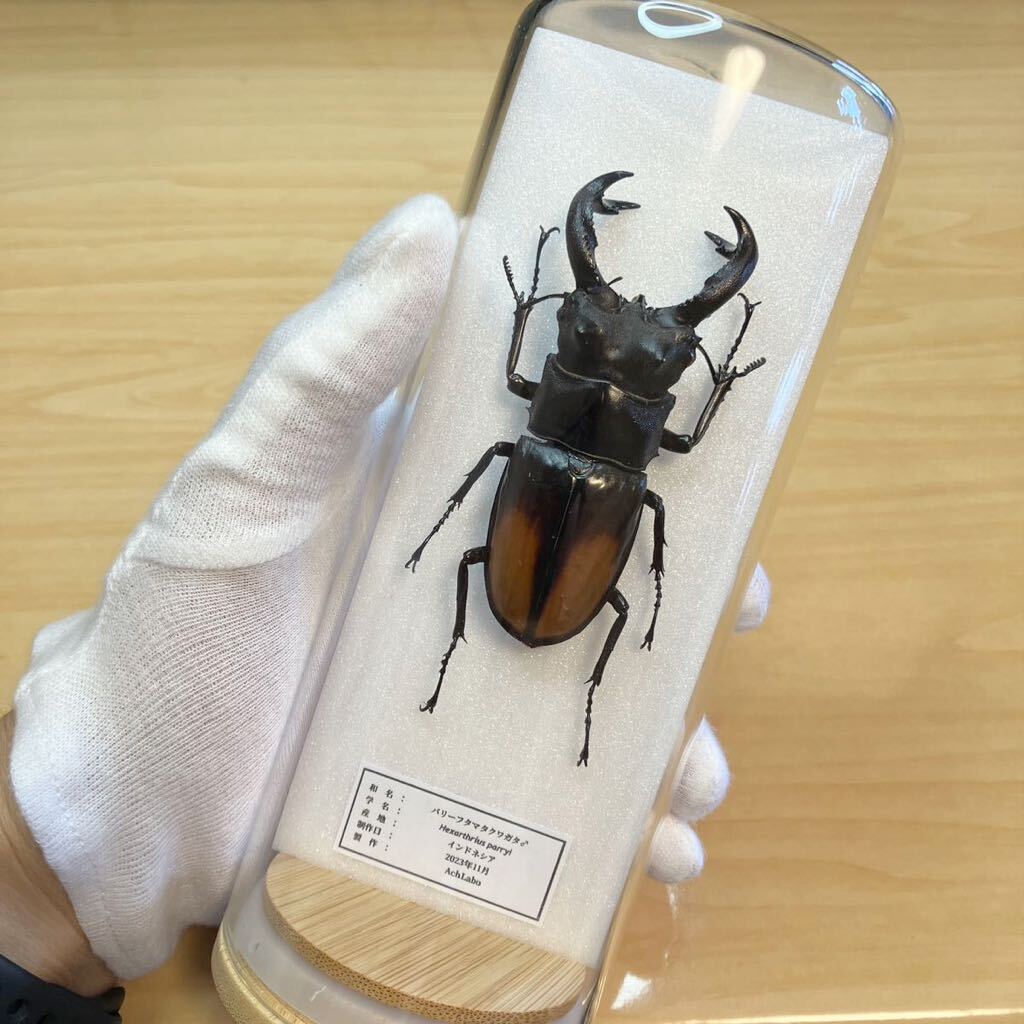 【昆虫標本】パリーフタマタクワガタ ガラスケース入り拍卖