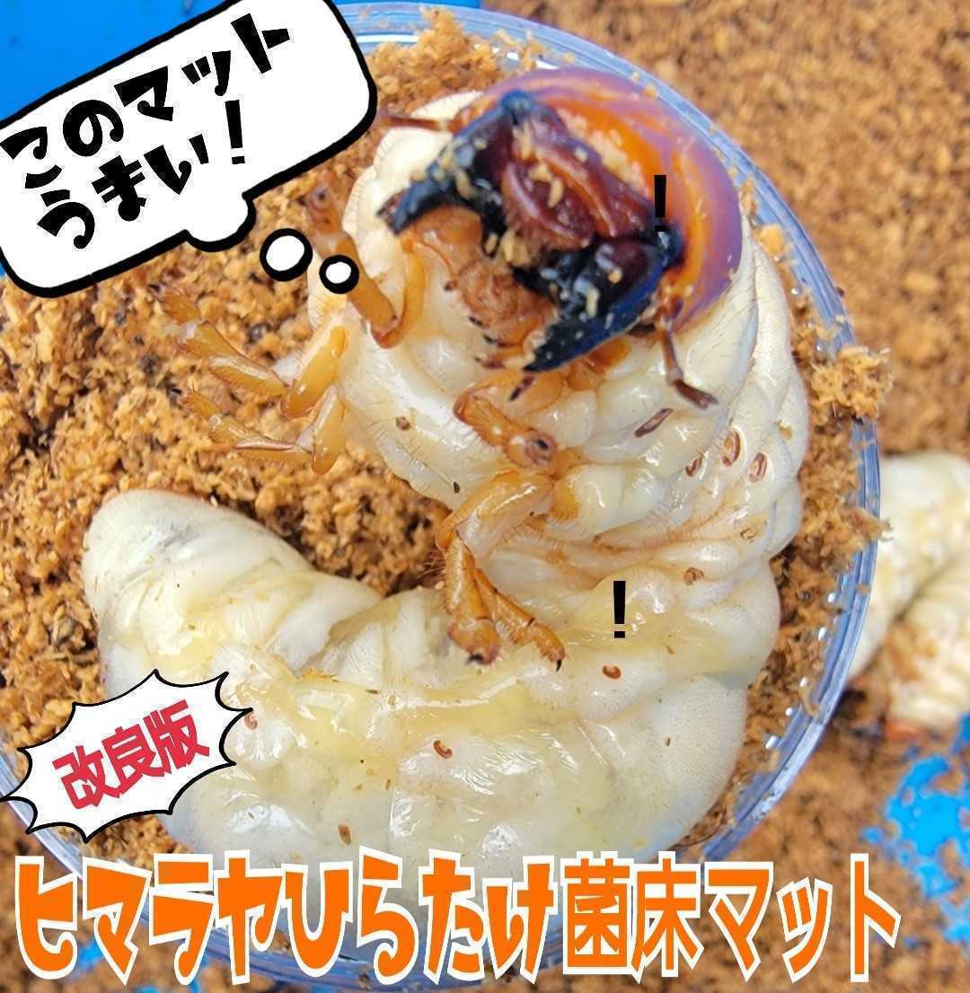 【改良版】菌床粉砕クワガタ幼虫専用マット【5L】瓶やプリンカップに詰めるだけ!オオクワ、ニジイロ、ヒラタ、ノコギリ幼虫が大きくなる拍卖