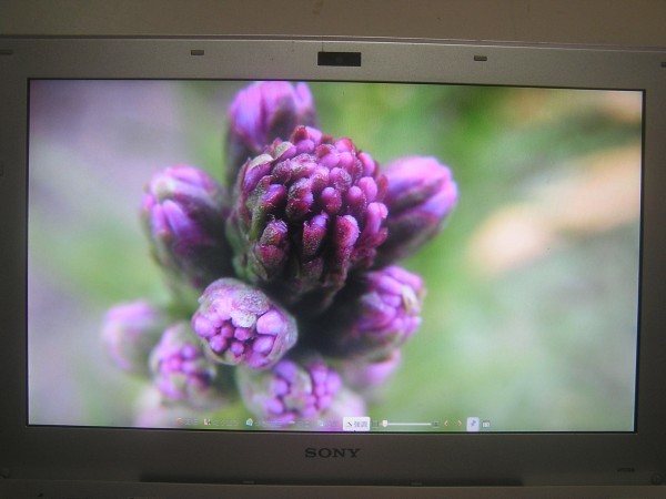 SONY VAIO VPCSB4AJJ 等用 13.3インチ非光沢液晶アッセンブリー拍卖