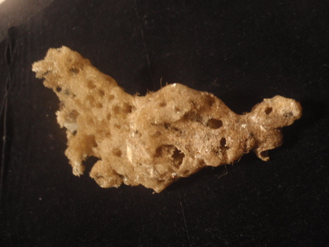 海綿類の1種 貝殻貝標本カニ図鑑オブジェ骨格骨董ウニサメガーデニングインテリア学術標本美術モチーフアクアリウム水槽熱帯魚剥製昆虫拍卖