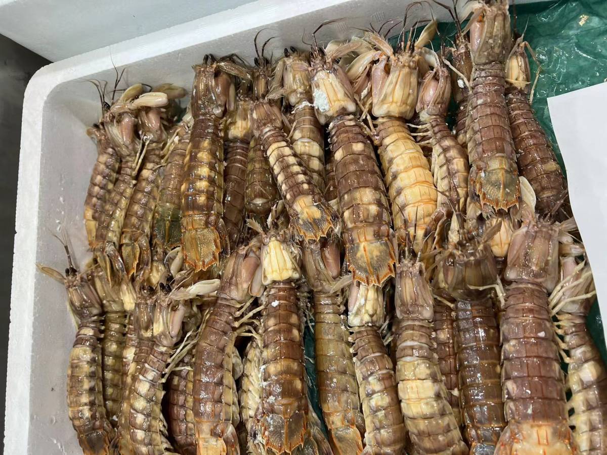 ボイル シャコ 1kg (20〜30本入)拍卖