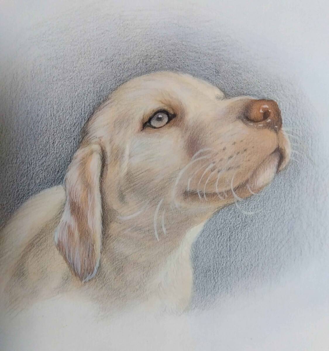 絵画・デッサン水彩画・ 犬の絵 真作「ラブラドールレトリバー E.La-2008」Atelier809 作 額縁A4サイズ ※額縁付き。拍卖