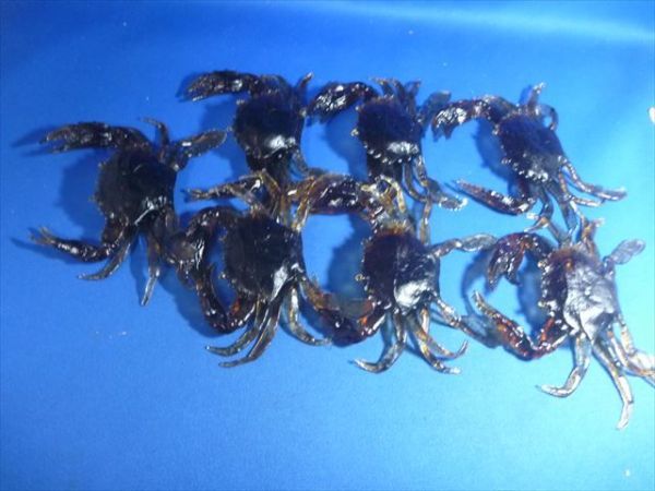 305 リアル蟹C・7個、リアルカニ 横幅 12cm タコがだい好きなカニ、とてもリアルなので飛びつきます!!マゴチも拍卖