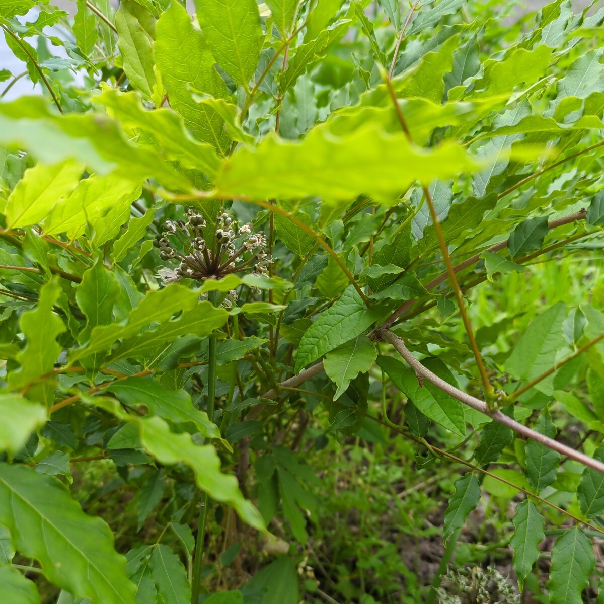 フジの苗木ゆうパック100サイズくらい拍卖