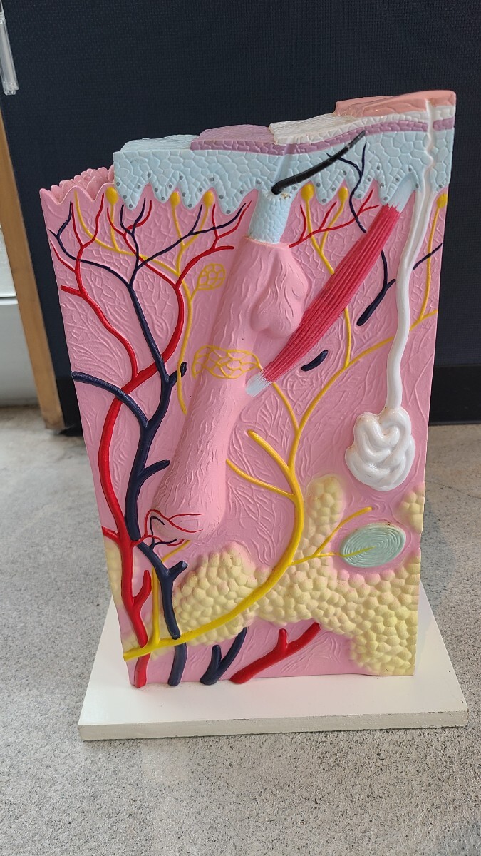 人間の皮膚組織構造解剖モデル / 皮膚組織構造モデル /研究教育用ディスプレイ/生物学低侵襲美容外科教育用拍卖