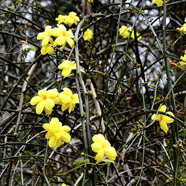 オウバイ黄梅苗/送料:クリックポスト185円拍卖