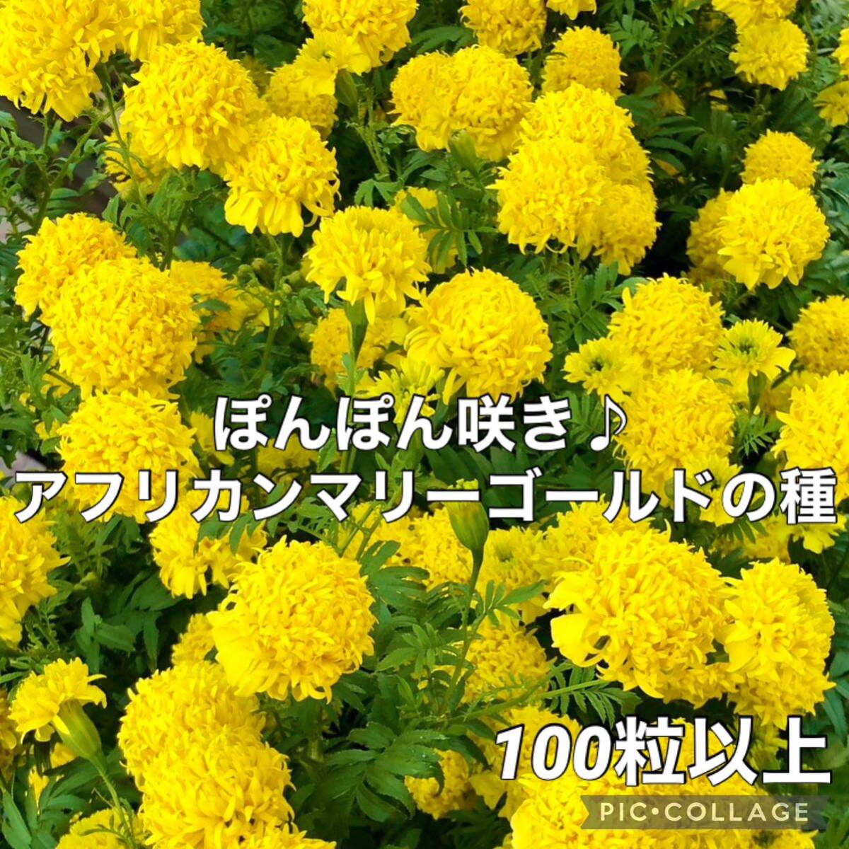 アフリカンマリーゴールド黄 種子拍卖