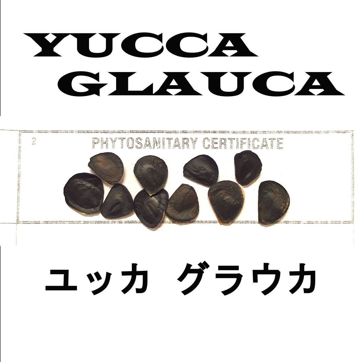 6月入荷 10粒+ ユッカ グラウカ 種子 種 証明書あり拍卖