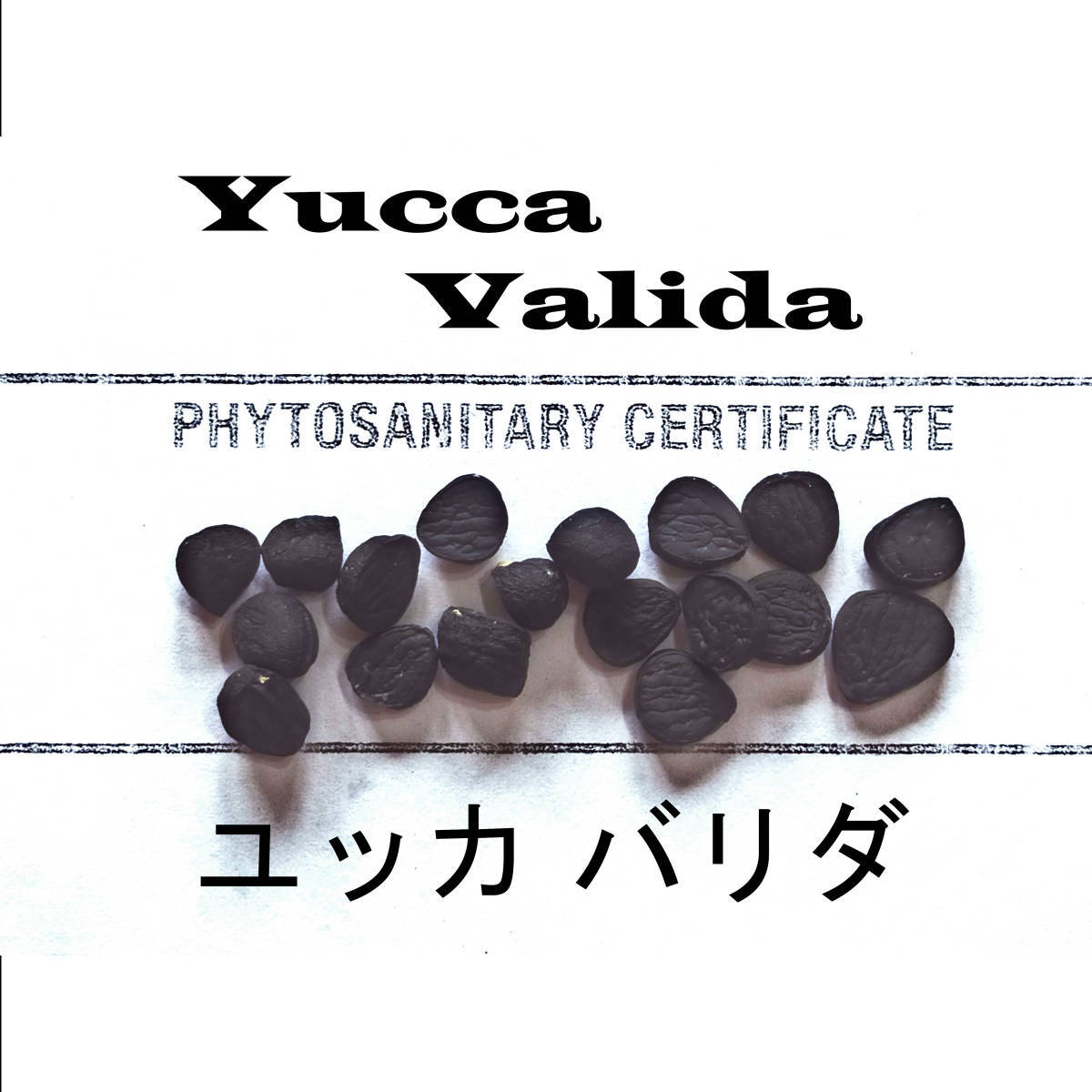 6月入荷 100粒+ ユッカ バリダ 種子 種 証明書あり拍卖
