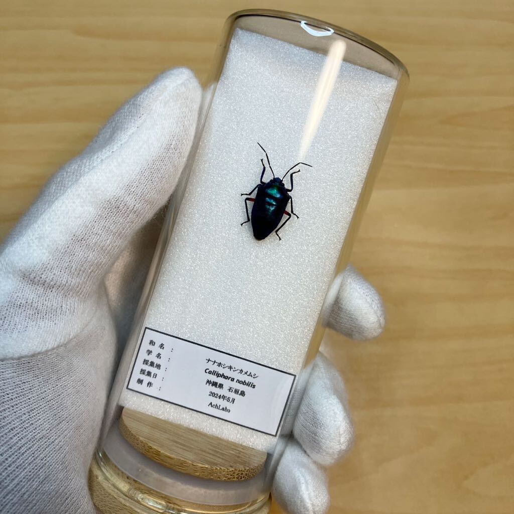 【昆虫標本】ナナホシキンカメムシ ガラスケース入り拍卖