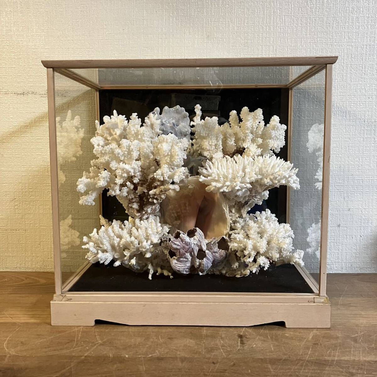 A 現状品 白珊瑚 ガラスケース オブジェ サンゴ インテリア 置物 ディスプレイ アクアリウム シェル 札幌引取歓迎 拍卖