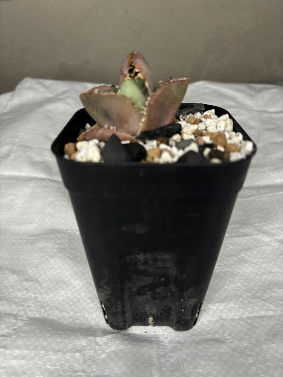 Agave titanota アガベチタノタ juggernaut ジャガーノート 純血種 珍奇植物拍卖