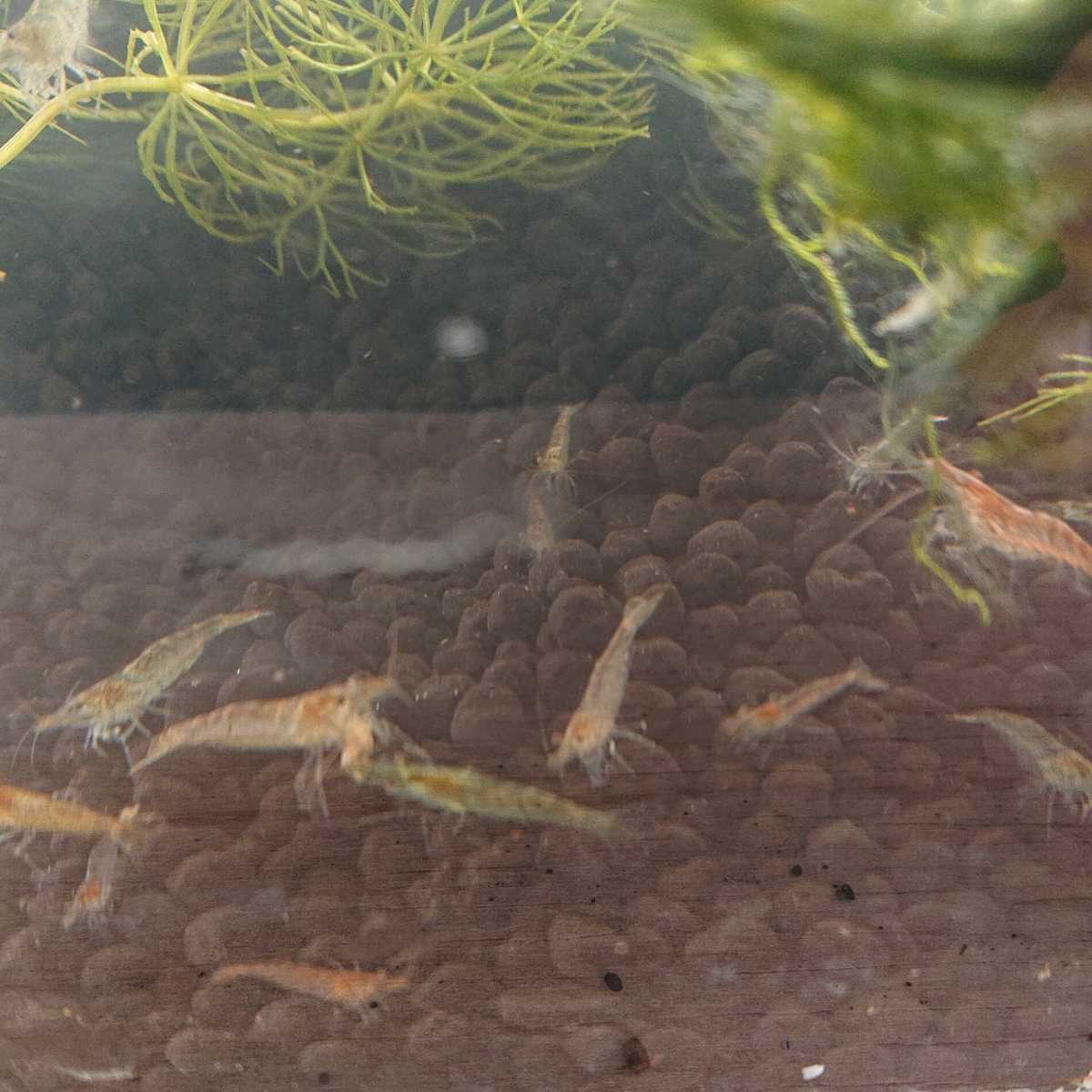 飼育環境向上セット えび 水草 巻き貝拍卖