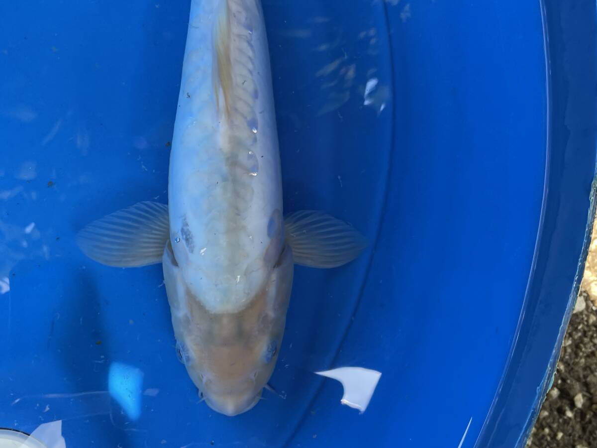 ★特選★令和5年産 明るい真っ白のドイツ鯉32cm程度メス拍卖