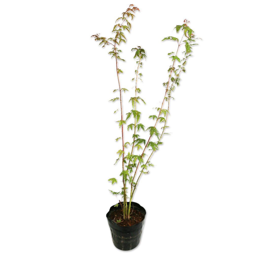 イロハモミジ 株立ち 0.8m 15cmポット 5本 苗拍卖