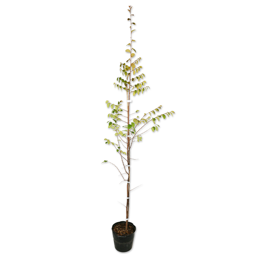 トキワマンサク青葉赤花 1.2m 15cmポット 10本 苗拍卖