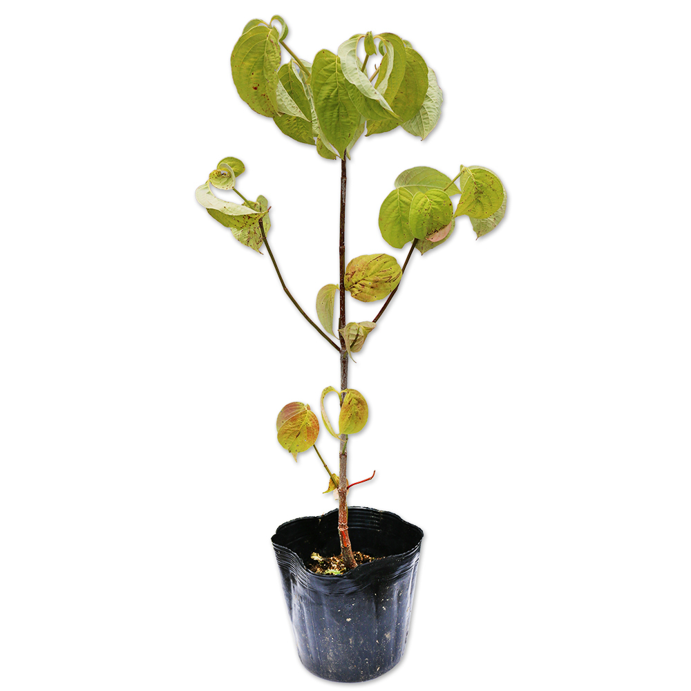 ハナミズキ 実生 0.3m 10.5cmポット 10本 苗拍卖